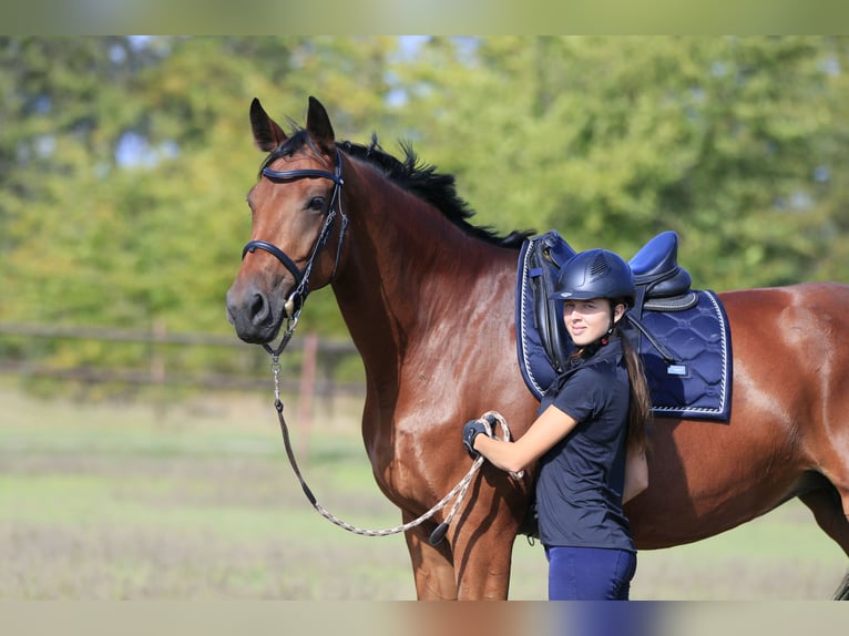 Ukrainian Riding Horse Mix Mare 7 years 17 hh Brown-Light in Britovka