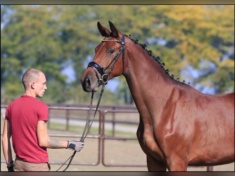 Ukrainian Riding Horse Mix Mare 7 years 17 hh Brown-Light in Britovka