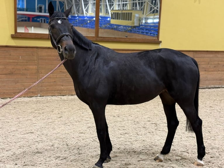 Ukrainian Riding Horse Mare 8 years 15,3 hh Bay-Dark in Kursk