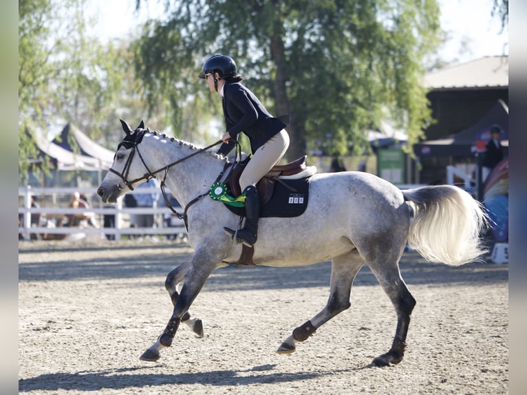 Ukrainian Riding Horse Mare 8 years 16 hh in Arezzo