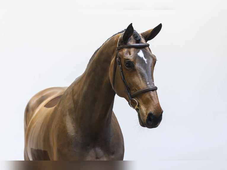 Ukrainian Riding Horse Mare 9 years 16.2 hh  in Waddinxveen