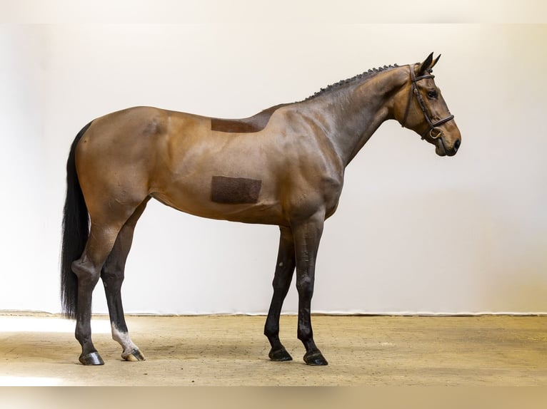 Ukrainian Riding Horse Mare 9 years 16.2 hh  in Waddinxveen