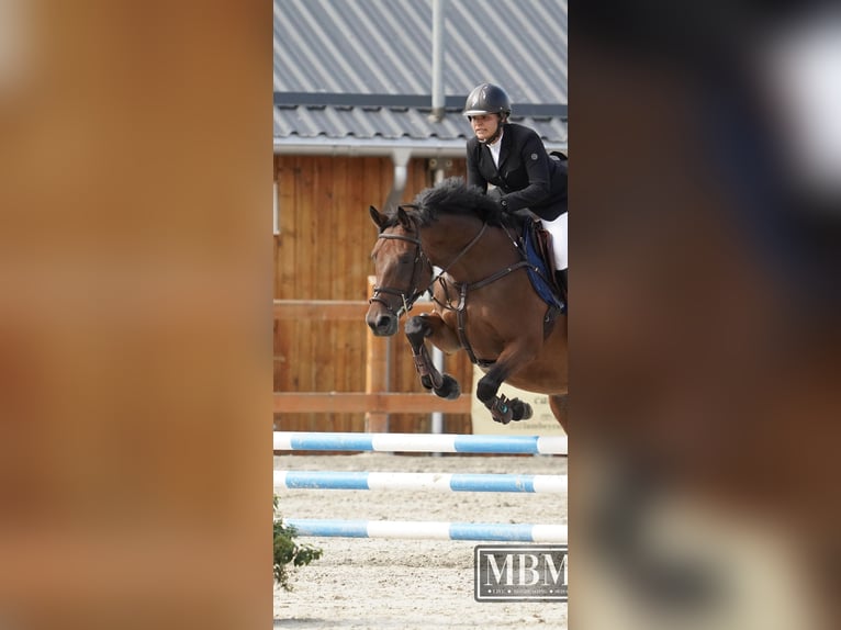 Ukrainian Riding Horse Mare 9 years 16 hh Bay in Kronenberg