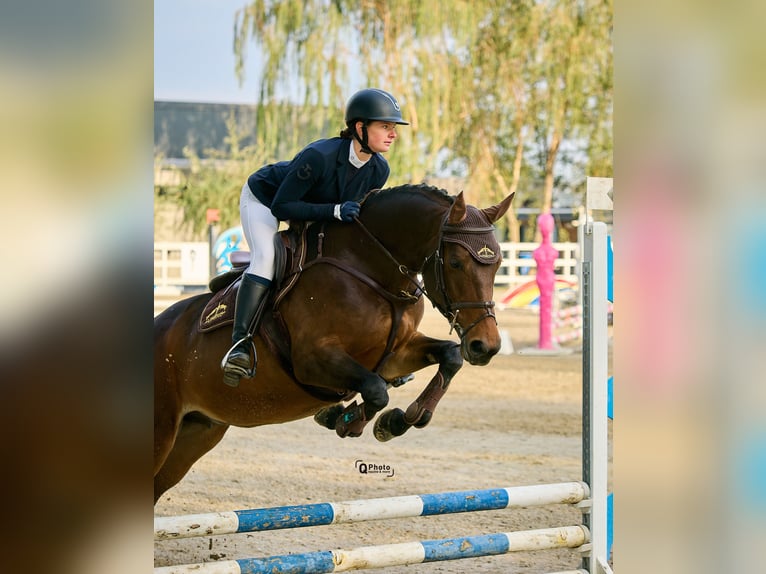 Ukrainian Riding Horse Mare 9 years 16 hh Bay in Kronenberg