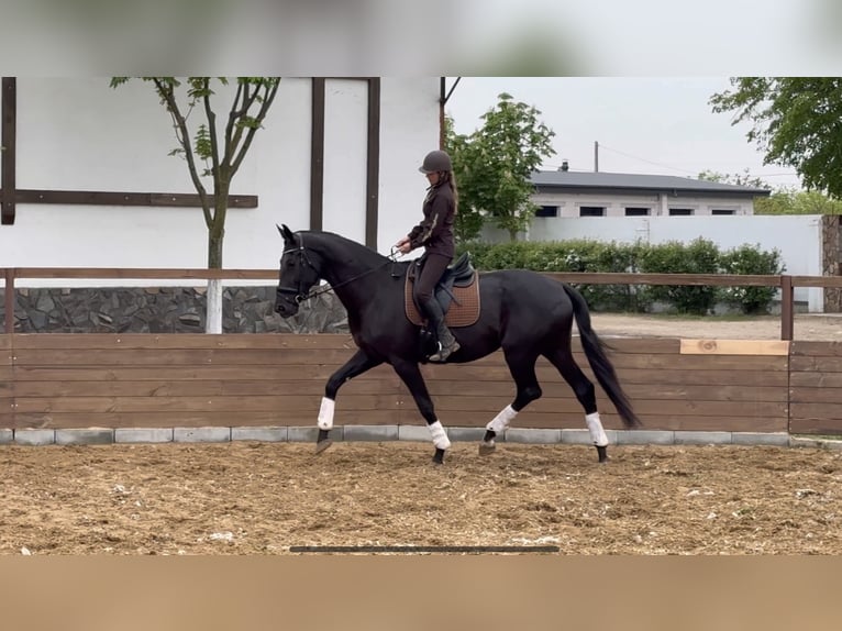Ukrainian Riding Horse Mix Mare 9 years 17,1 hh Black in Britovka