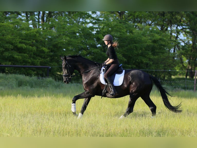 Ukrainian Riding Horse Mix Mare 9 years 17,1 hh Black in Britovka