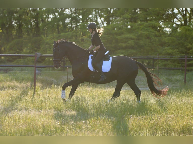 Ukrainian Riding Horse Mix Mare 9 years 17,1 hh Black in Britovka