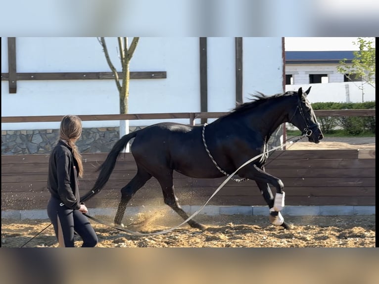 Ukrainian Riding Horse Mix Mare 9 years 17,1 hh Black in Britovka