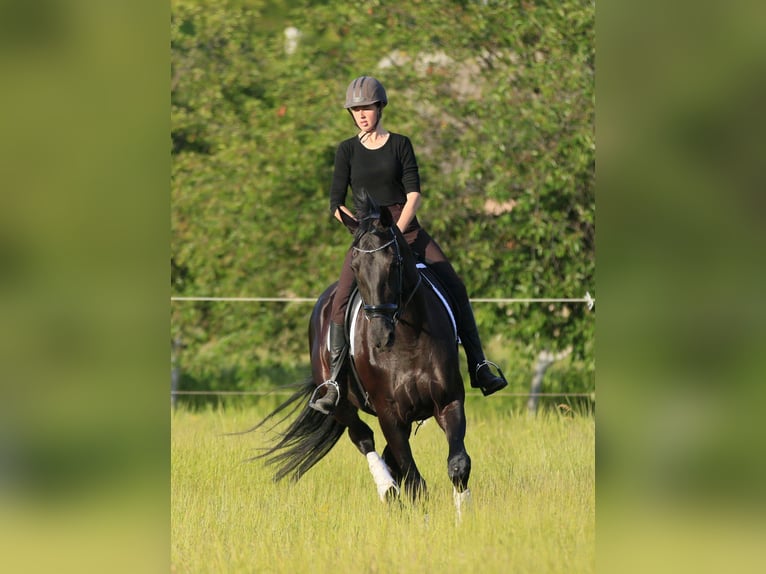 Ukrainian Riding Horse Mix Mare 9 years 17,1 hh Black in Britovka