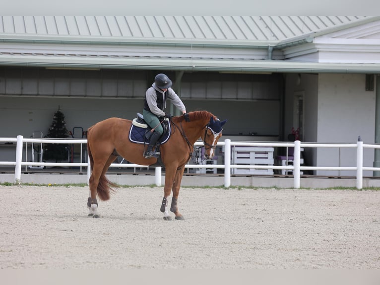Ukrainian Riding Horse Stallion 10 years 16 hh Chestnut-Red in Ovelgönne