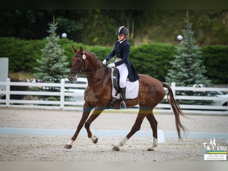 Ukrainian Riding Horse Stallion 13 years 17 hh Red Dun in Lastrup