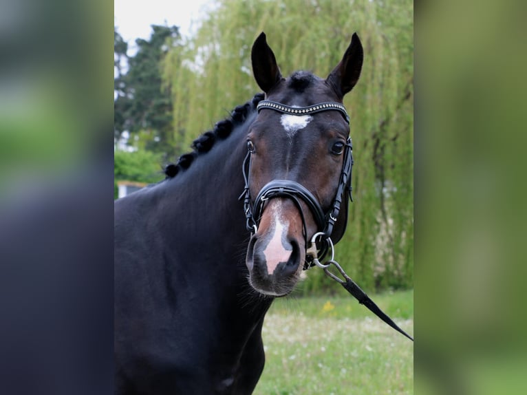 Ukrainian Riding Horse Stallion 6 years 17 hh Bay-Dark in &#1050;&#1080;&#1111;&#1074;