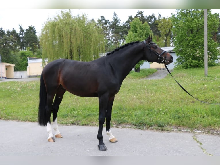Ukrainian Riding Horse Stallion 6 years 17 hh Bay-Dark in &#1050;&#1080;&#1111;&#1074;