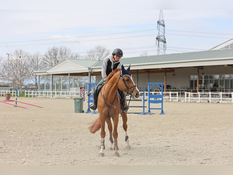 Ukrainiens Étalon 9 Ans 166 cm Alezan in Ebreichsdorf