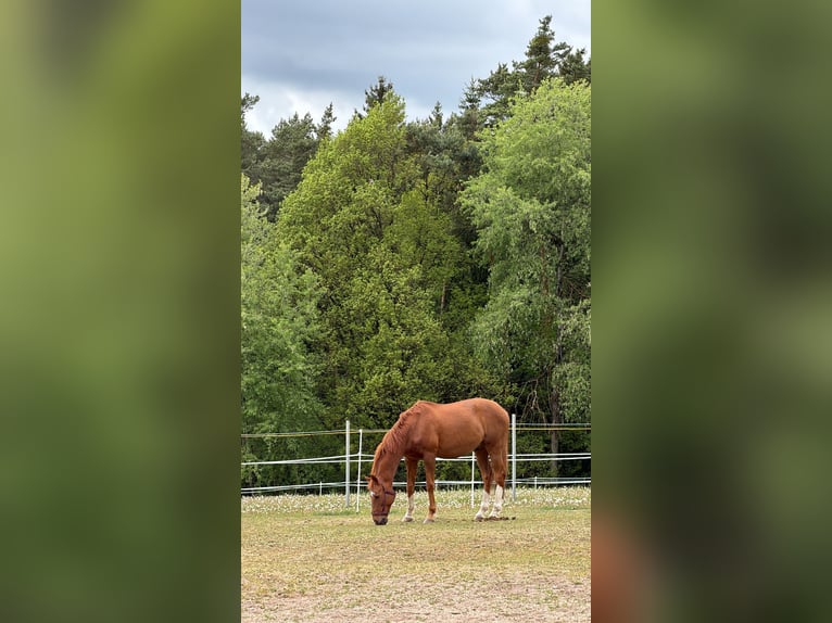 Ukrainiens Hongre 14 Ans 165 cm Alezan in Bernhardswald