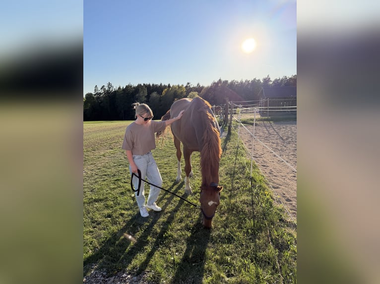 Ukrainiens Hongre 14 Ans 165 cm Alezan in Bernhardswald