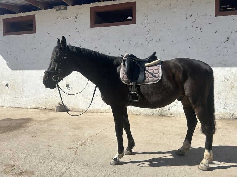 Ukrainiens Hongre 7 Ans 168 cm Bai brun in Ketsch