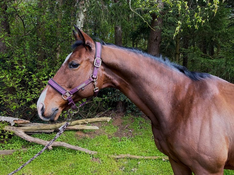 Ukrainiens Hongre 9 Ans 165 cm Bai in Löningen