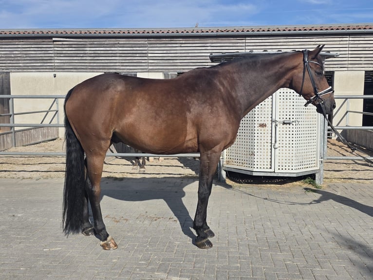 Ukrainiens Hongre 9 Ans 176 cm Bai in Hochspayer
