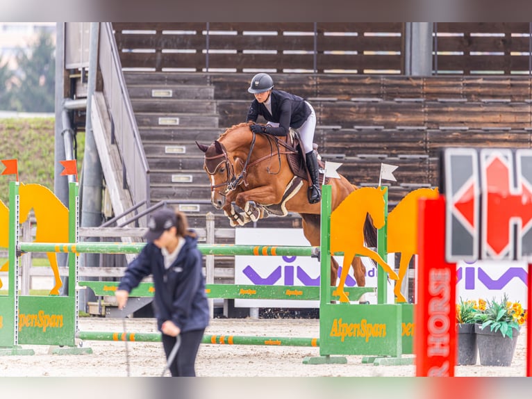 Ukrainiens Jument 10 Ans 165 cm Alezan in Thessaloniki