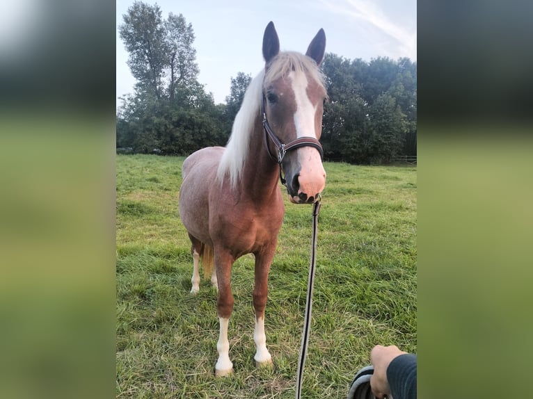 Ukrainiens Jument 2 Ans 150 cm Alezan brûlé in Weisenheim am Sand