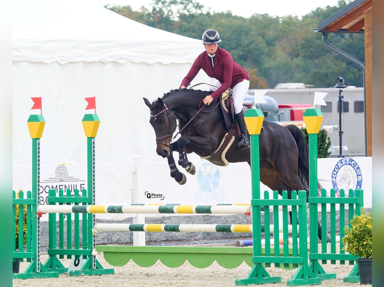 Ukrainiens Jument 6 Ans 164 cm Bai brun in Kronenberg