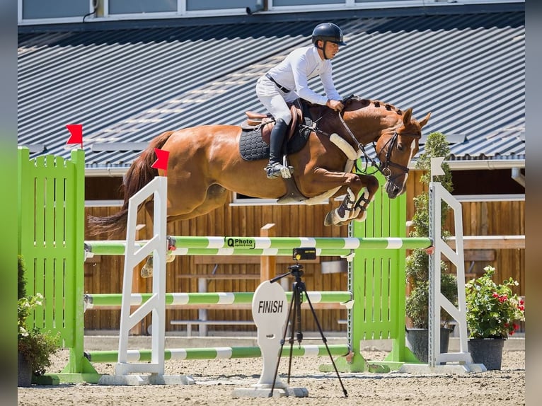 Ukrainiens Jument 8 Ans 166 cm Alezan brûlé in Bucharest