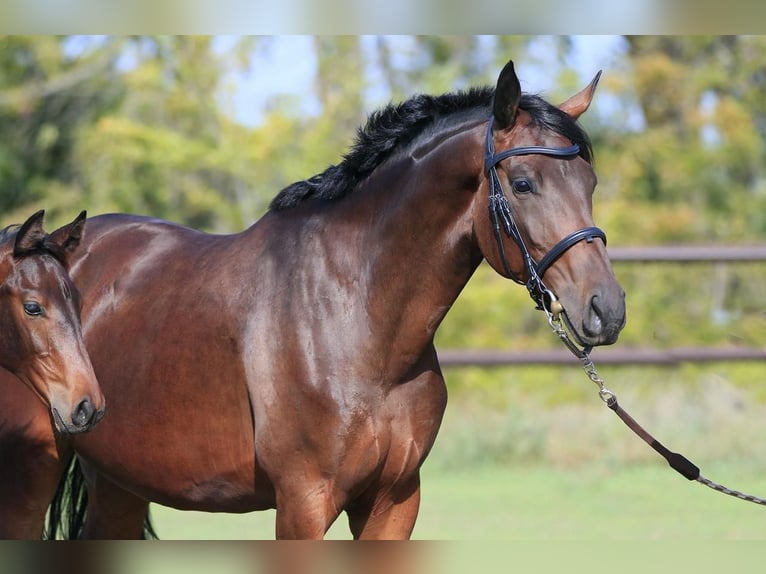 Ukrainiens Jument 8 Ans in Stud