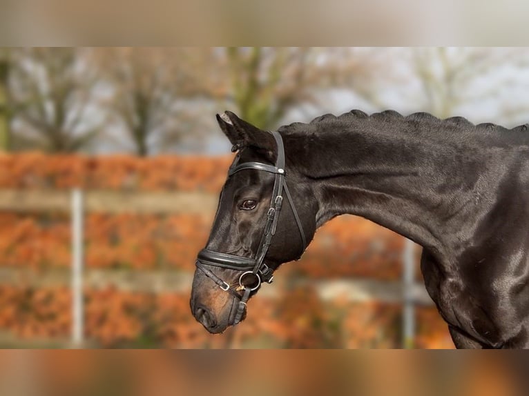 Ukrainsk ridhäst Valack 14 år 169 cm Mörkbrun in Löningen