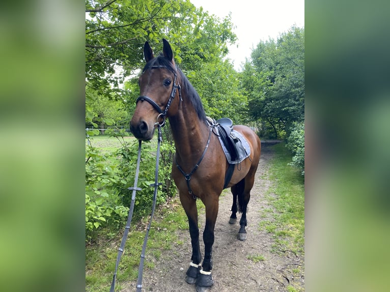 Ukrainsk ridhäst Valack 7 år 162 cm Brun in Feuchtwangen