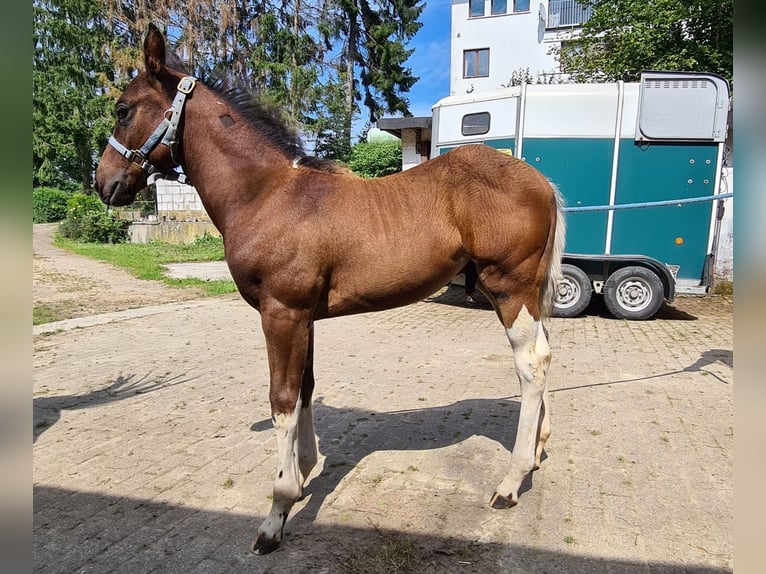 UNBEARABLE CHIC American Paint Horse Étalon Pinto in Heiligenhaus