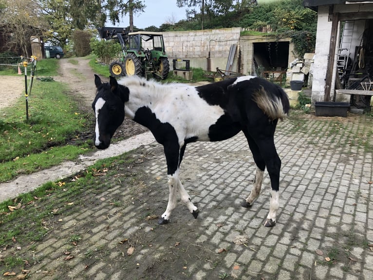UNBEARABLE CHIC American Paint Horse Hengst Schecke in Heiligenhaus