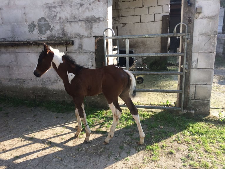 UNBEARABLE CHIC American Paint Horse Ogier Srokata in Heiligenhaus
