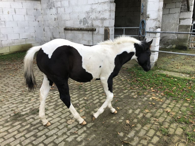 UNBEARABLE CHIC American Paint Horse Semental Pío in Heiligenhaus