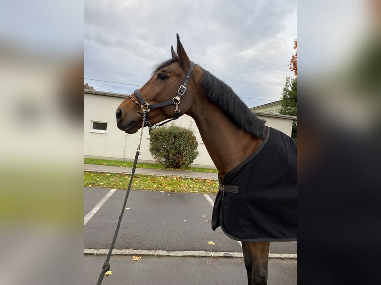 Ungarisches Sportpferd Hengst 11 Jahre 167 cm Brauner in Val Di Vizze