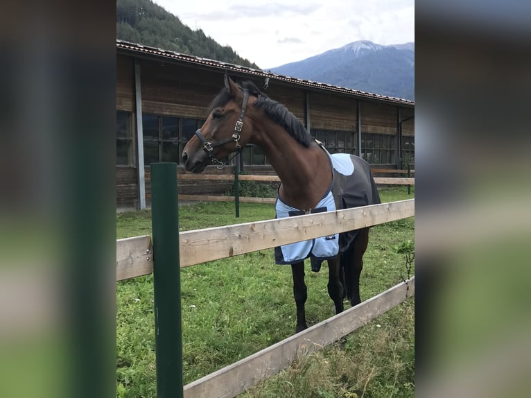 Ungarisches Sportpferd Hengst 11 Jahre 167 cm Brauner in Val Di Vizze