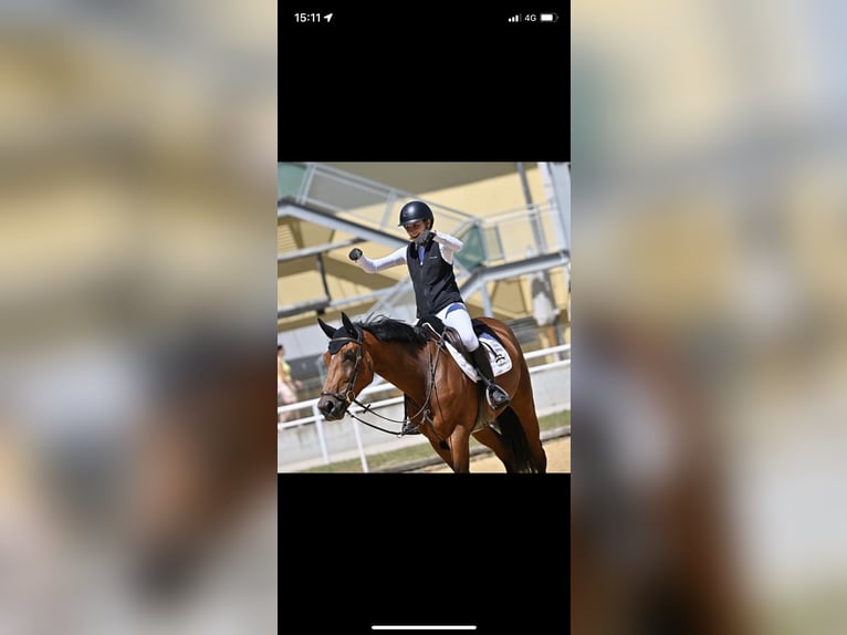 Ungarisches Sportpferd Hengst 11 Jahre 167 cm Brauner in Val Di Vizze