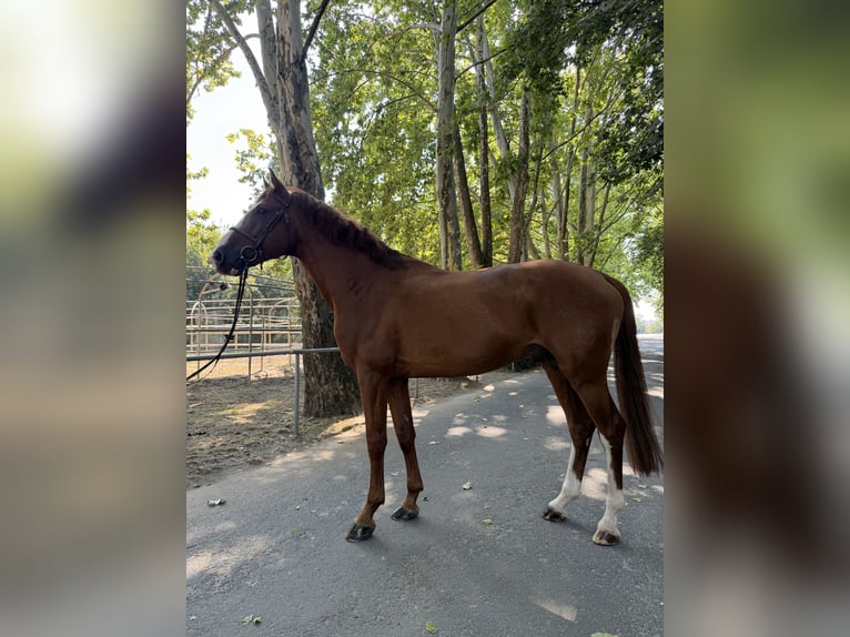 Ungarisches Sportpferd Hengst 11 Jahre 182 cm Dunkelfuchs in Nyíregyháza