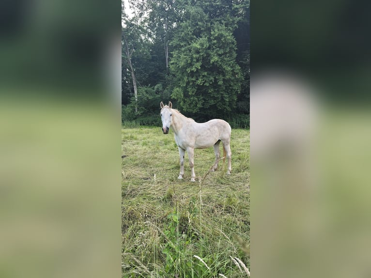 Ungarisches Sportpferd Hengst 18 Jahre 160 cm Schimmel in Walshausen