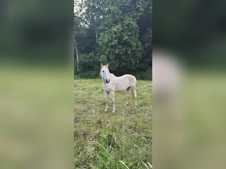 Ungarisches Sportpferd Hengst 18 Jahre 160 cm Schimmel in Walshausen