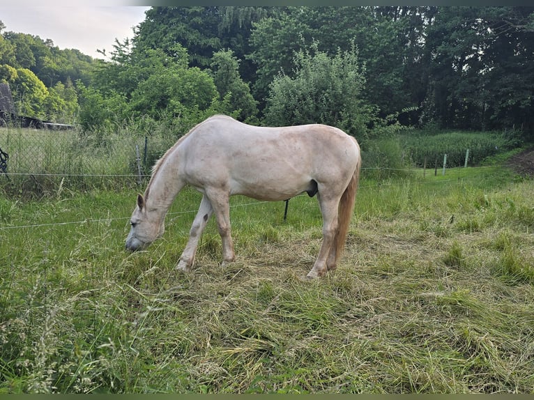 Ungarisches Sportpferd Hengst 18 Jahre 160 cm Schimmel in Walshausen