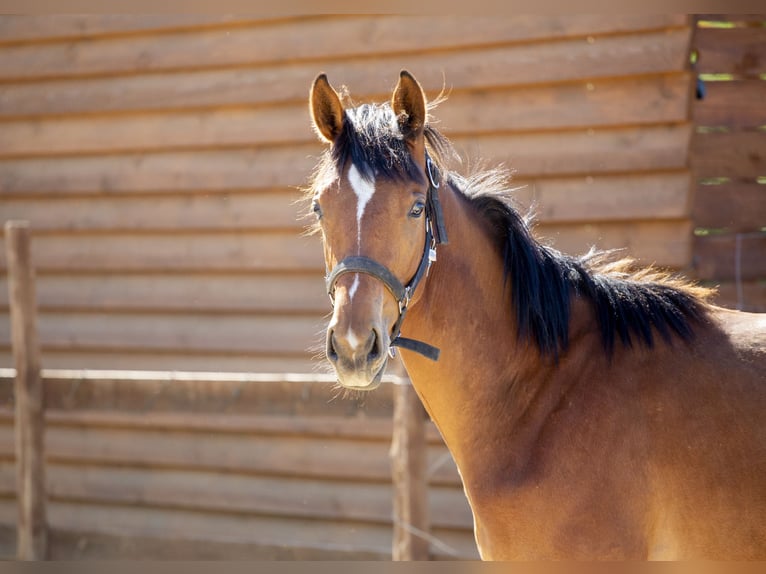 Ungarisches Sportpferd Hengst 1 Jahr 140 cm Rotbrauner in Szekesfehervar