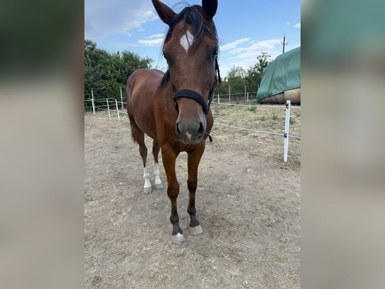 Ungarisches Sportpferd Hengst 1 Jahr 140 cm Rotbrauner in Nagyrábé