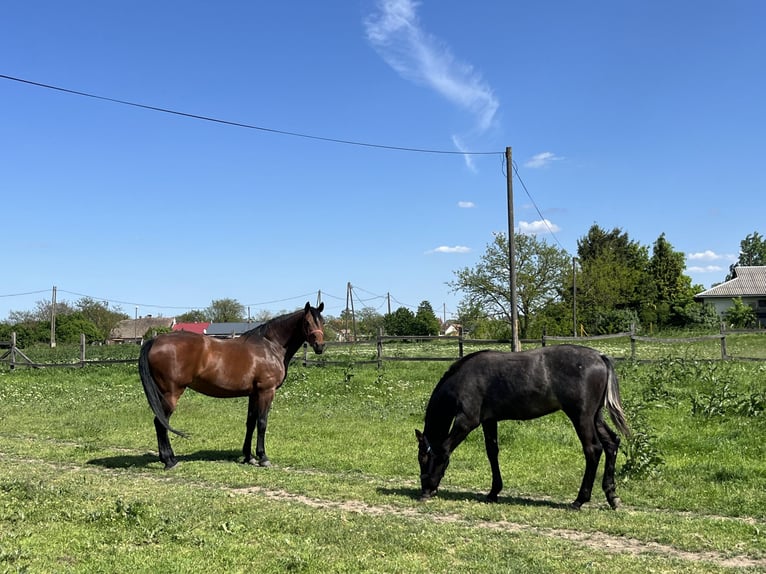 Ungarisches Sportpferd Hengst 1 Jahr 140 cm Schimmel in Debrecen