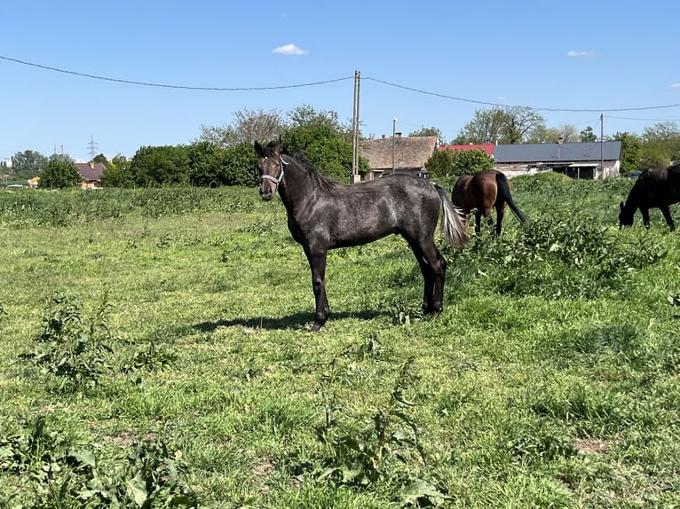 Ungarisches Sportpferd Hengst 1 Jahr 140 cm Schimmel in Debrecen
