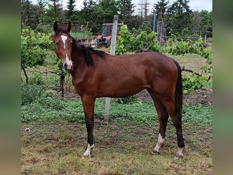 Ungarisches Sportpferd Hengst 1 Jahr 150 cm Rotbrauner in Nóráp