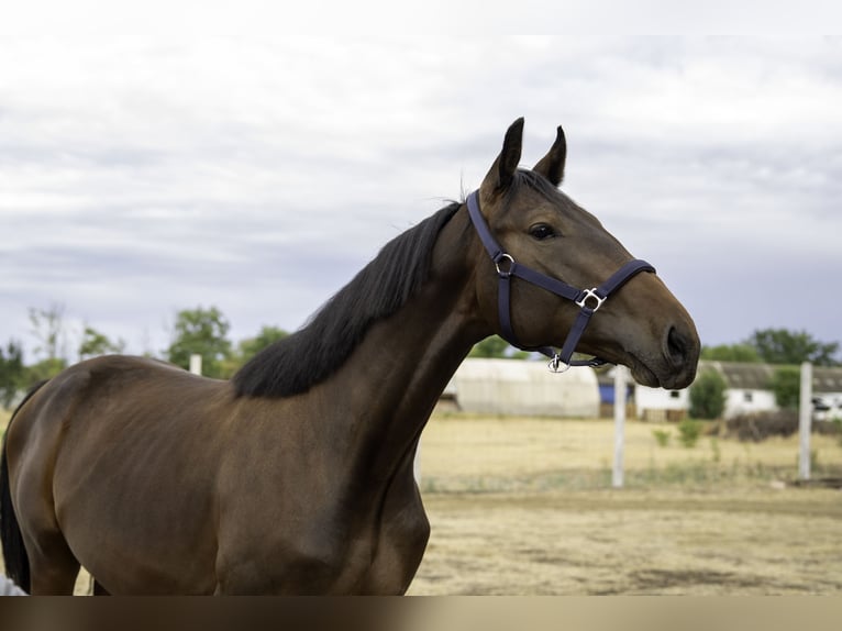 Ungarisches Sportpferd Hengst 1 Jahr 160 cm Brauner in Abony