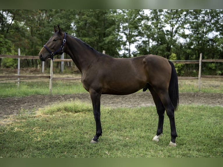 Ungarisches Sportpferd Hengst 1 Jahr 160 cm Brauner in Abony