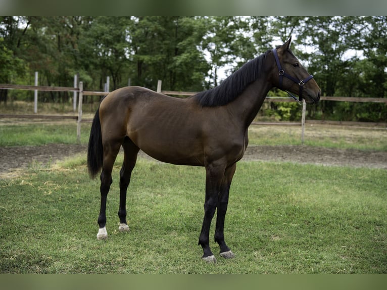 Ungarisches Sportpferd Hengst 1 Jahr 160 cm Brauner in Abony