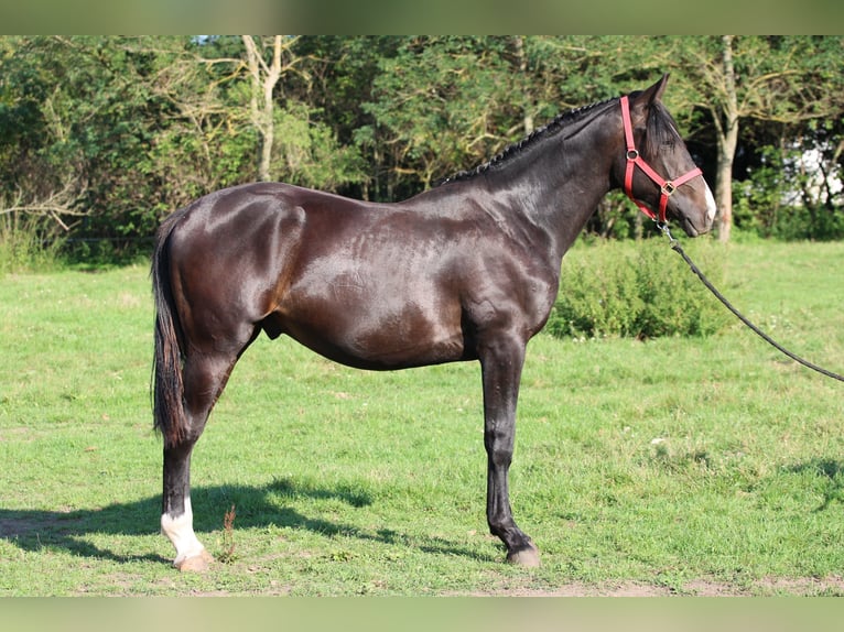 Ungarisches Sportpferd Hengst 1 Jahr 160 cm Dunkelbrauner in P&#xE1;pa
